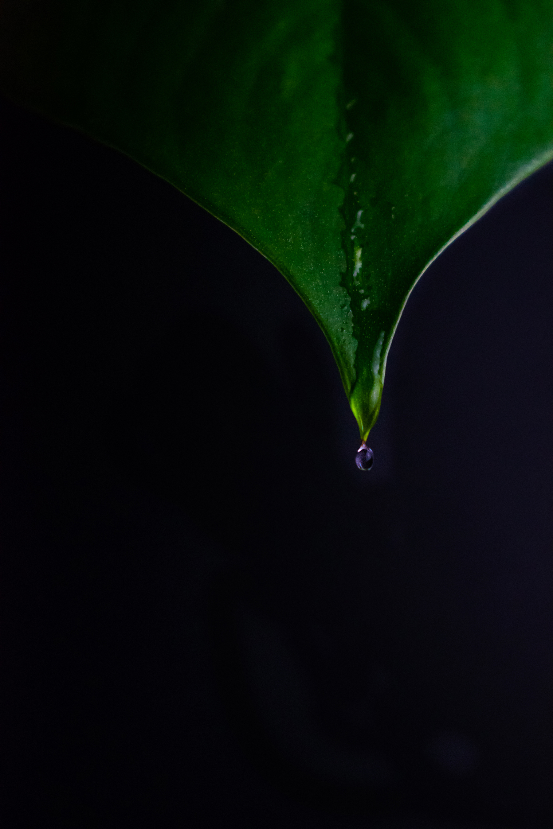 Water drop photography