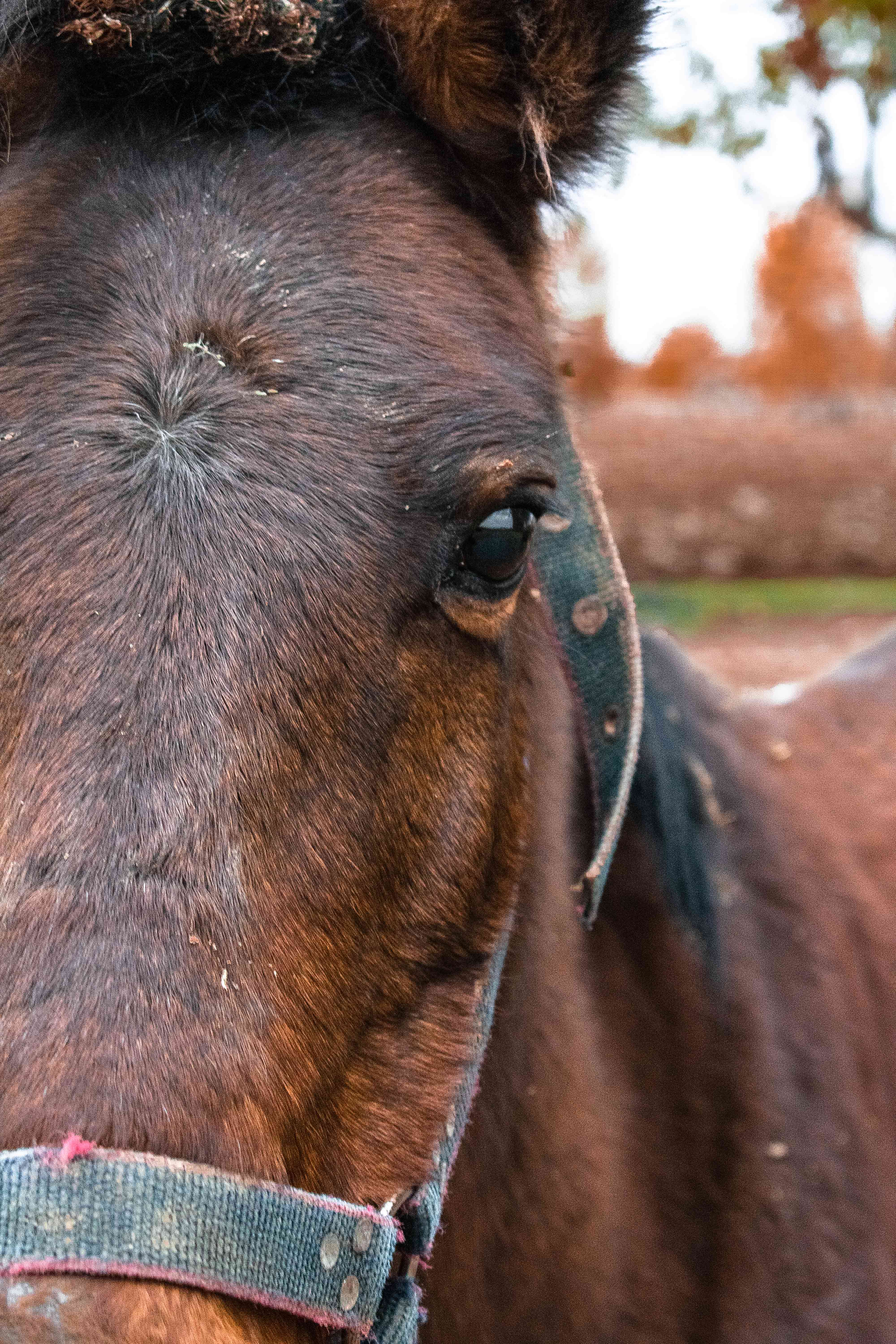 Animal portrait photography