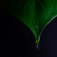 Water drop photography